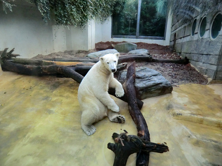 Eisbär LUKA im Zoo Wuppertal am 16. November 2013