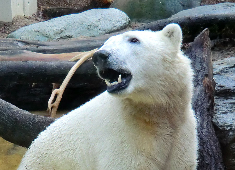 Eisbär LUKA im Zoologischen Garten Wuppertal am 16. November 2013