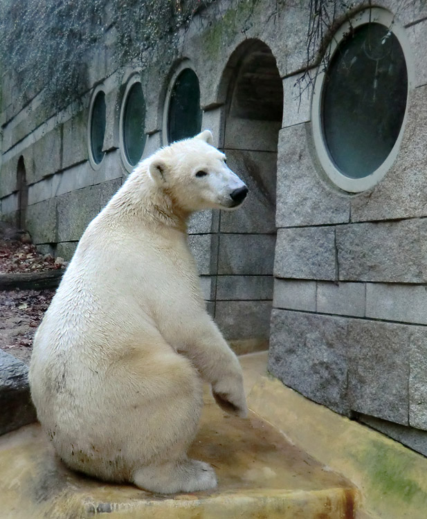 Eisbär LUKA im Wuppertaler Zoo am 16. November 2013