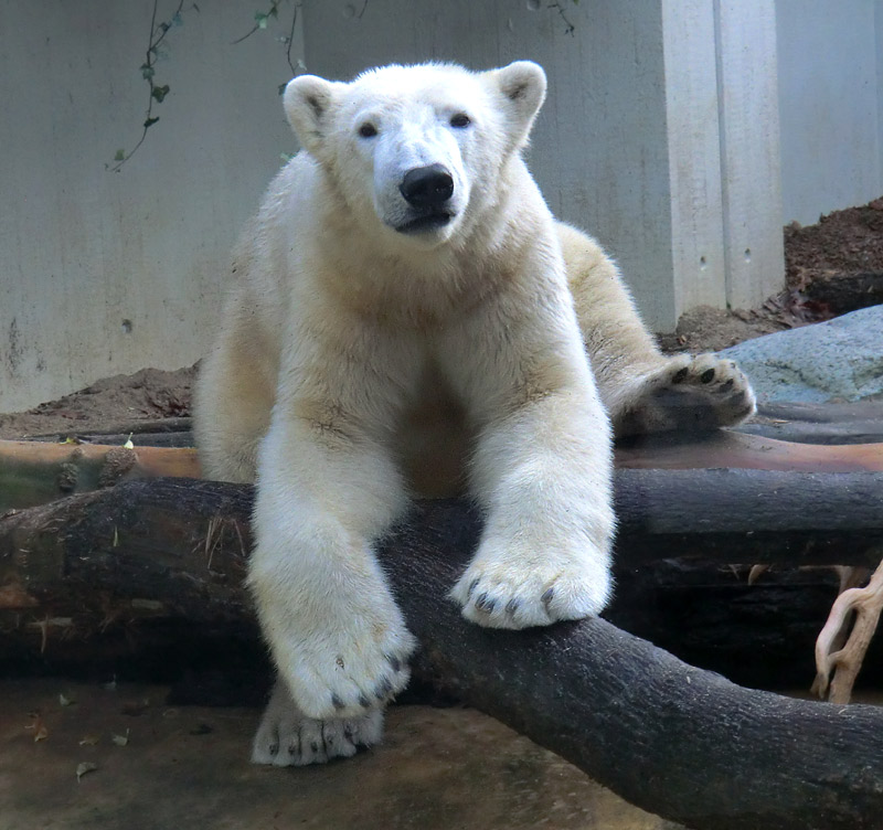 Eisbär LUKA im Zoo Wuppertal am 16. November 2013