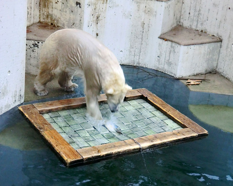 Eisbärin ANORI im Wuppertaler Zoo am 23. November 2013