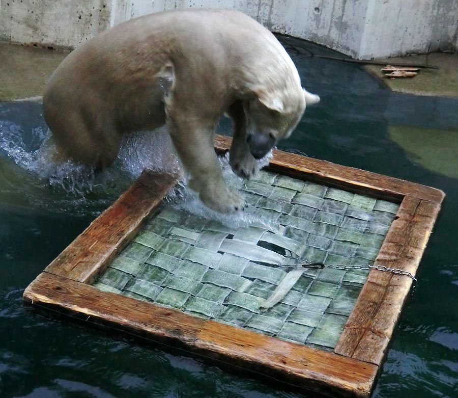 Eisbärin ANORI im Zoo Wuppertal am 23. November 2013