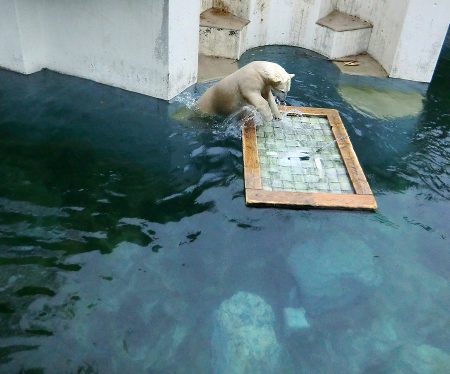 Eisbärin ANORI im Wuppertaler Zoo am 23. November 2013