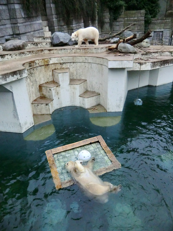 Eisbärin ANORI im Wuppertaler Zoo am 23. November 2013