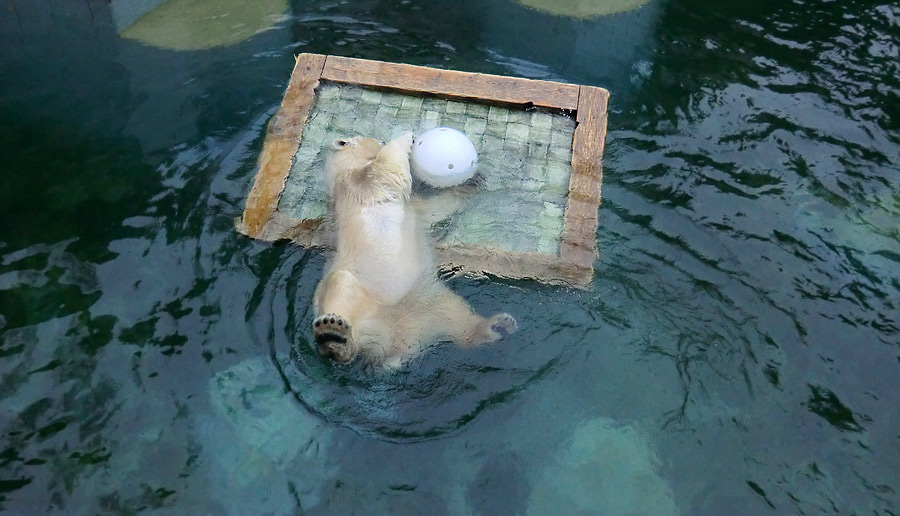 Eisbärin ANORI im Zoo Wuppertal am 23. November 2013