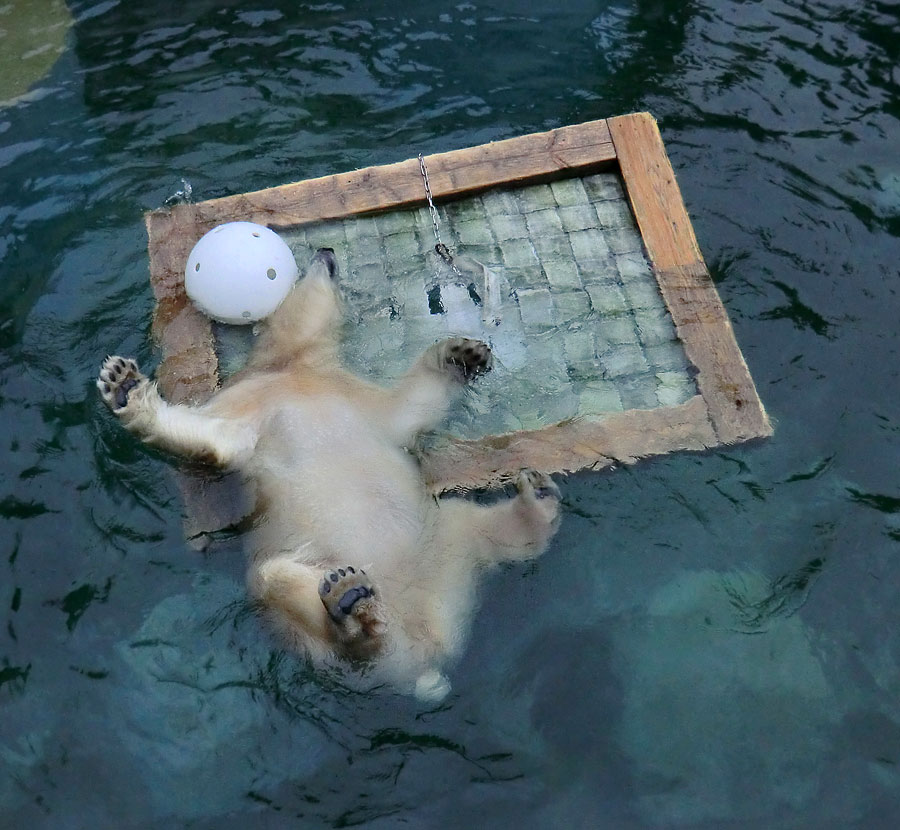 Eisbärin ANORI im Wuppertaler Zoo am 23. November 2013