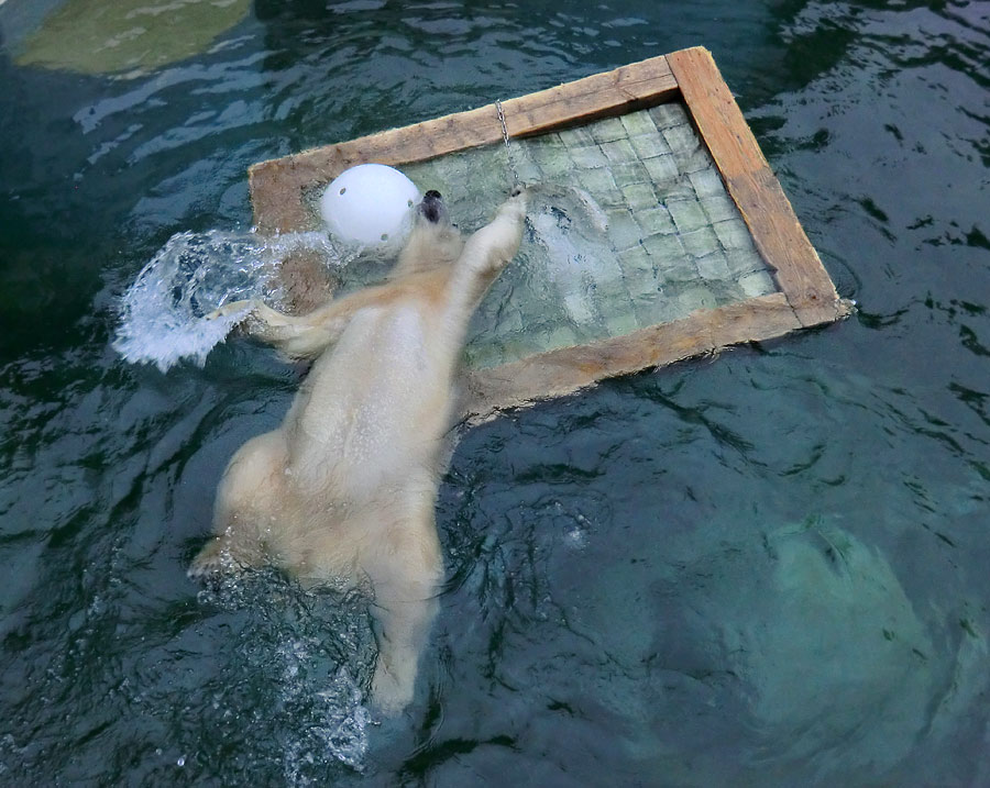 Eisbärin ANORI im Zoo Wuppertal am 23. November 2013