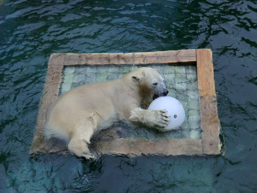 Eisbärin ANORI im Wuppertaler Zoo am 23. November 2013