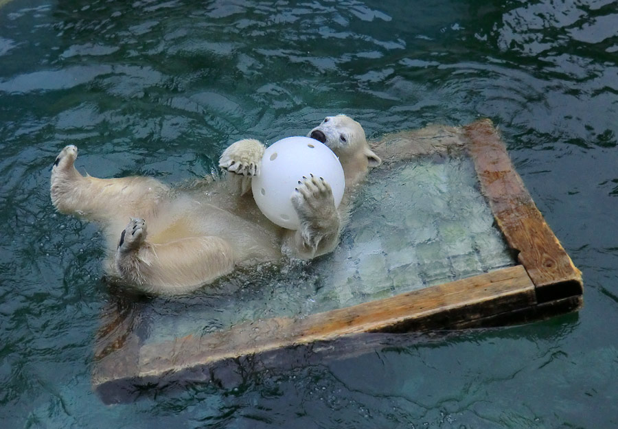 Eisbärin ANORI im Zoo Wuppertal am 23. November 2013