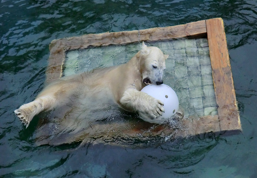 Eisbärin ANORI im Zoologischen Garten Wuppertal am 23. November 2013