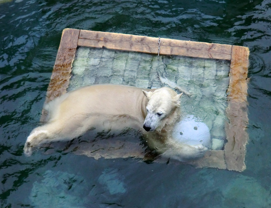 Eisbärin ANORI im Wuppertaler Zoo am 23. November 2013