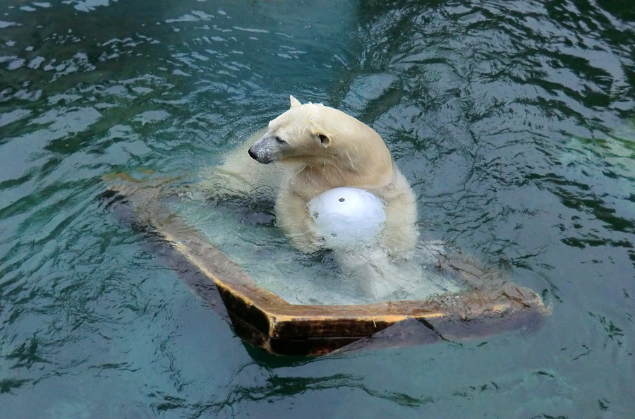 Eisbärin ANORI im Zoo Wuppertal am 23. November 2013