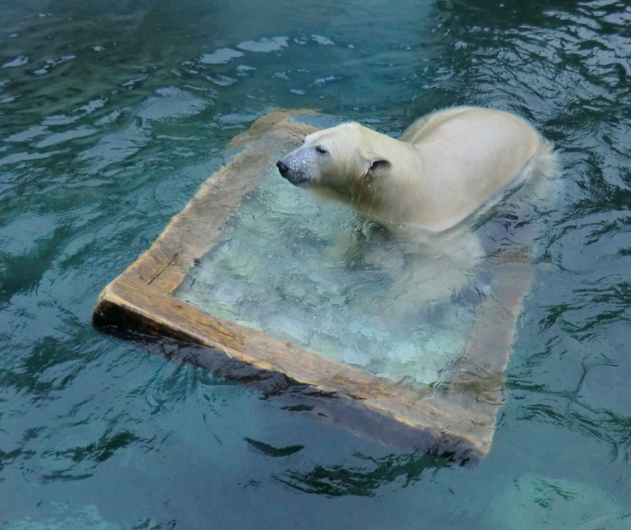 Eisbärin ANORI im Zoologischen Garten Wuppertal am 23. November 2013