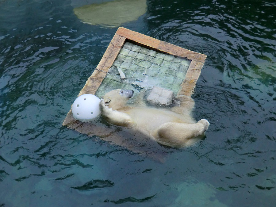 Eisbärin ANORI im Wuppertaler Zoo am 23. November 2013