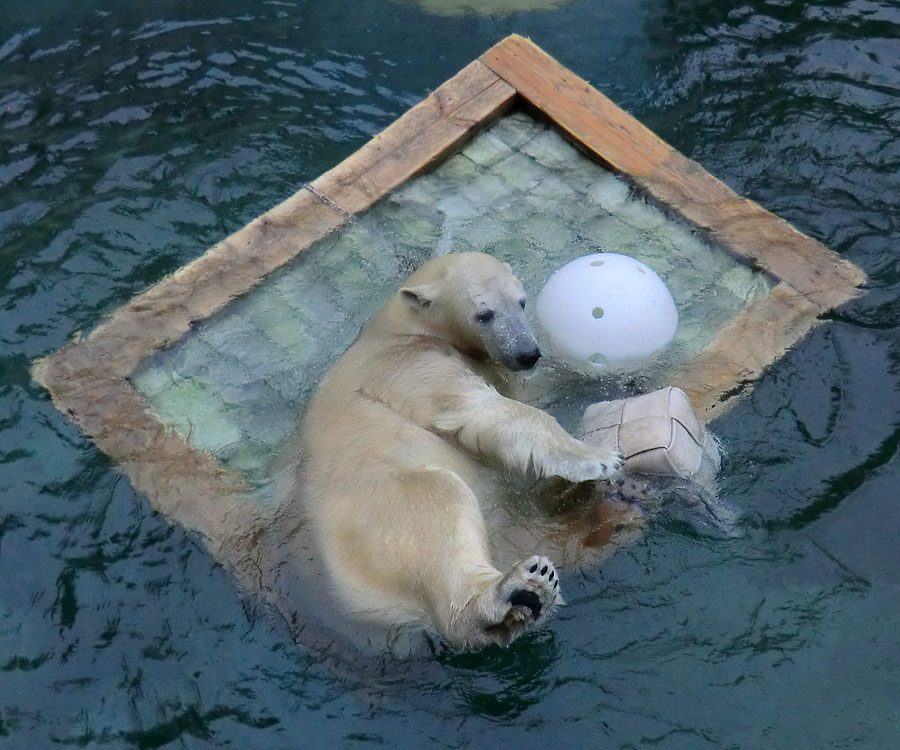 Eisbärin ANORI im Wuppertaler Zoo am 23. November 2013