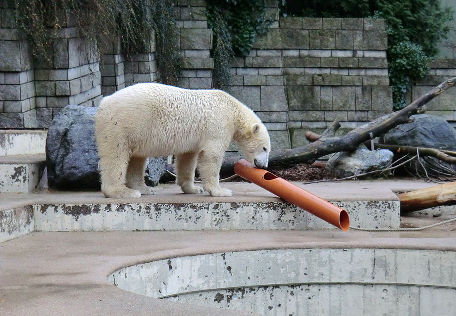 Eisbär LUKA im Zoo Wuppertal am 30. November 2013