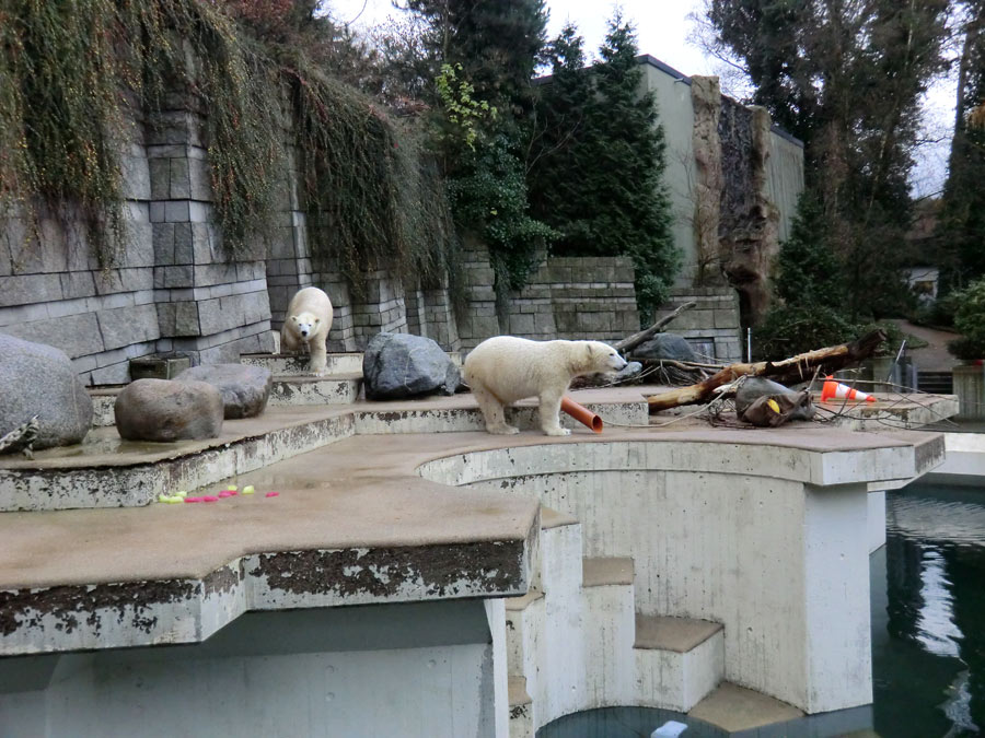 Eisbärin ANORI und Eisbär LUKA im Zoologischen Garten Wuppertal am 30. November 2013