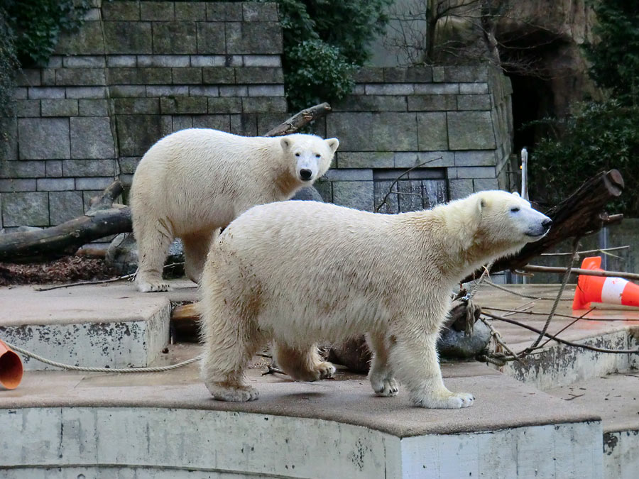 Eisbär LUKA und Eisbärin ANORI im Zoo Wuppertal am 30. November 2013