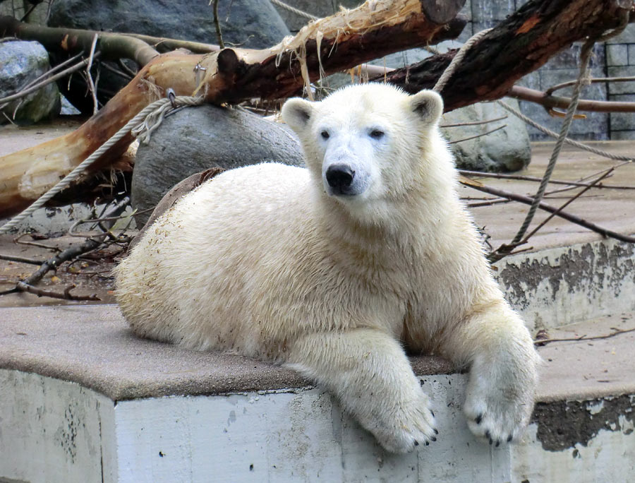 Eisbärin ANORI im Zoologischen Garten Wuppertal am 30. November 2013