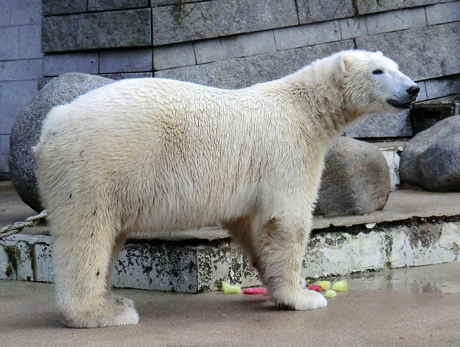 Eisbär LUKA im Wuppertaler Zoo am 30. November 2013