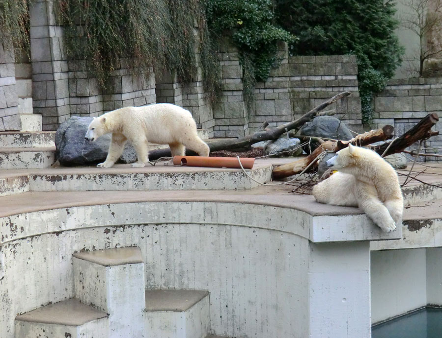 Eisbär LUKA und Eisbärin ANORI im Wuppertaler Zoo am 30. November 2013