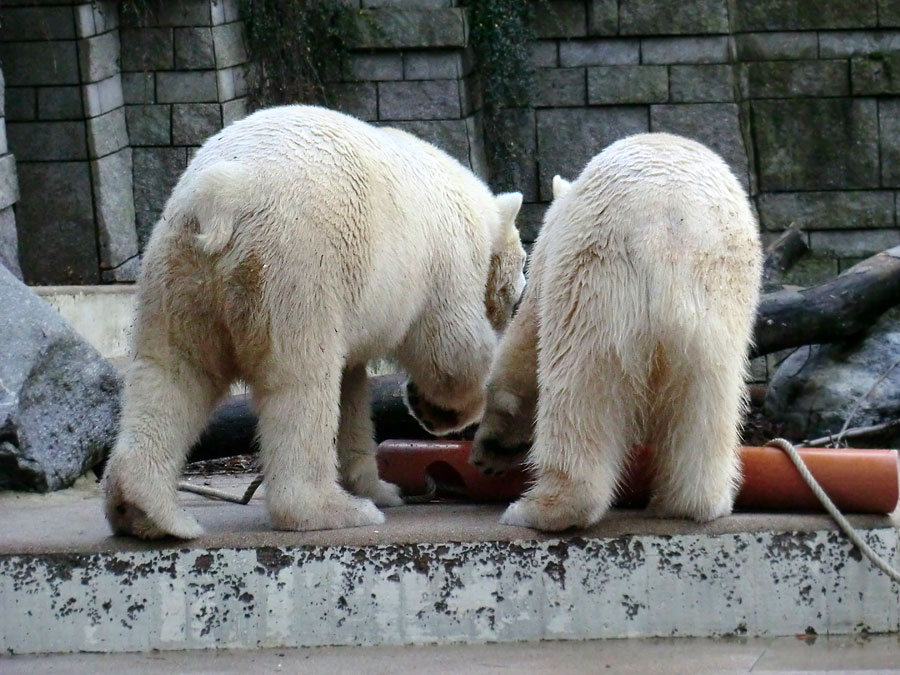 Eisbär LUKA und Eisbärin ANORI im Zoo Wuppertal am 30. November 2013