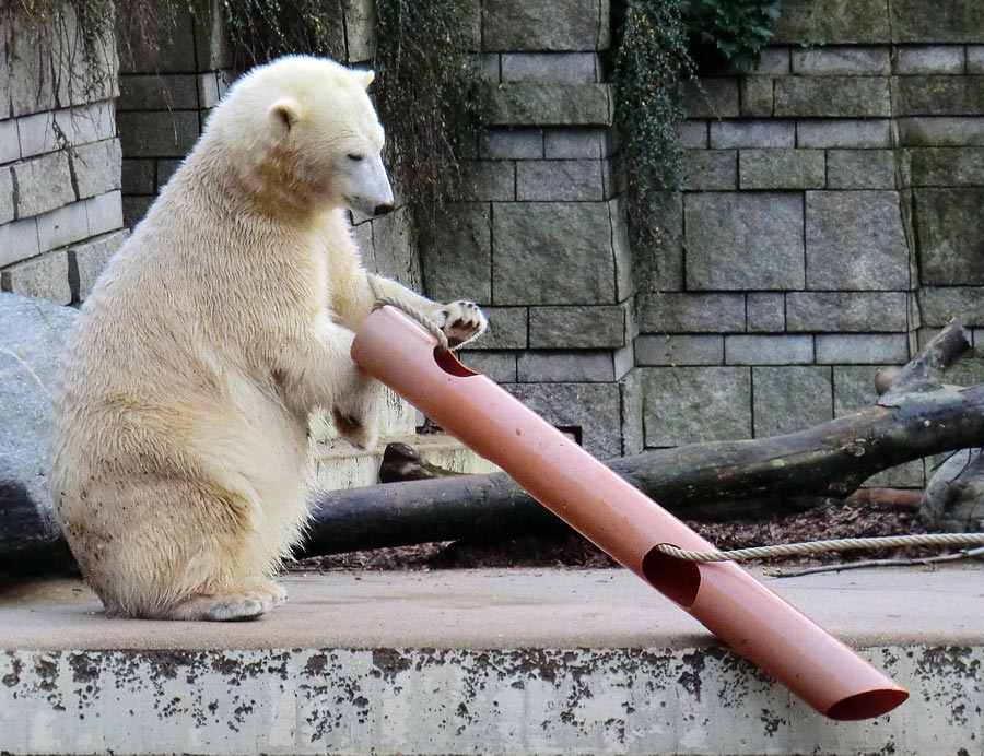 Eisbärin ANORI im Zoo Wuppertal am 30. November 2013