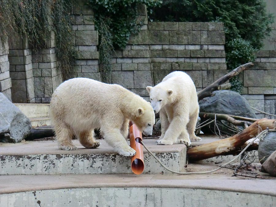 Eisbärin ANORI und Eisbär LUKA im Wuppertaler Zoo am 30. November 2013