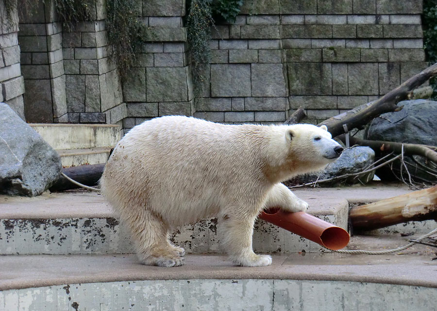 Eisbärin ANORI im Zoo Wuppertal am 30. November 2013