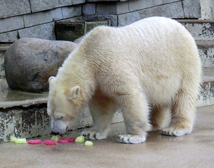 Eisbärin ANORI im Wuppertaler Zoo am 30. November 2013