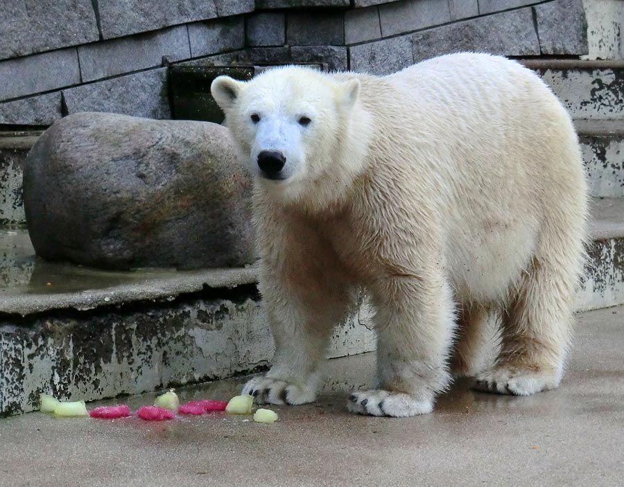 Eisbärin ANORI im Zoo Wuppertal am 30. November 2013