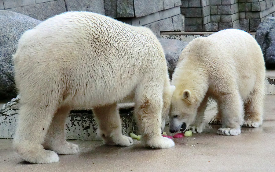 Eisbär LUKA und Eisbärin ANORI im Wuppertaler Zoo am 30. November 2013