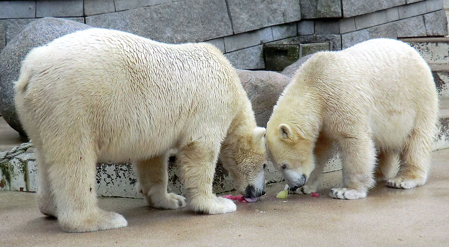 Eisbär LUKA und Eisbärin ANORI im Zoologischen Garten Wuppertal am 30. November 2013