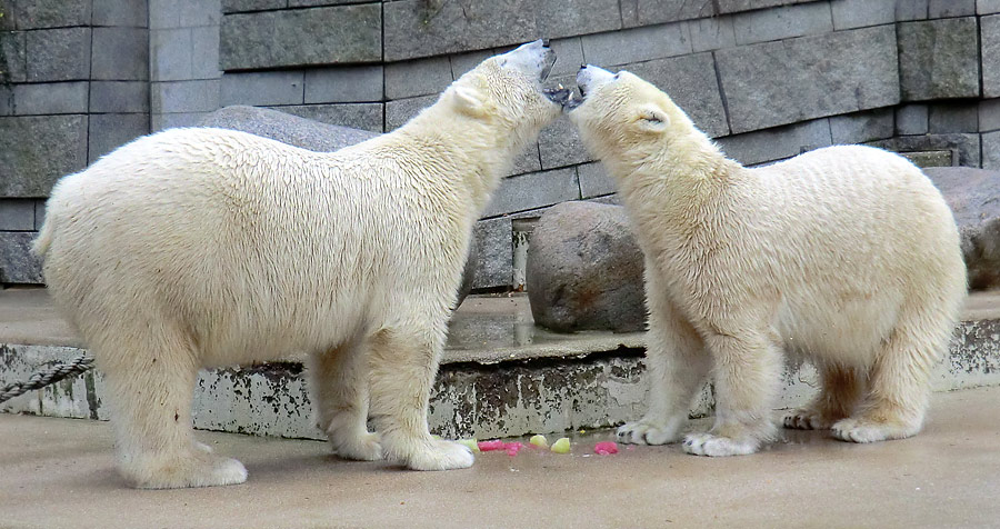 Eisbär LUKA und Eisbärin ANORI im Wuppertaler Zoo am 30. November 2013