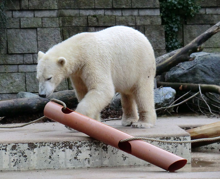 Eisbär LUKA im Zoologischen Garten Wuppertal am 30. November 2013