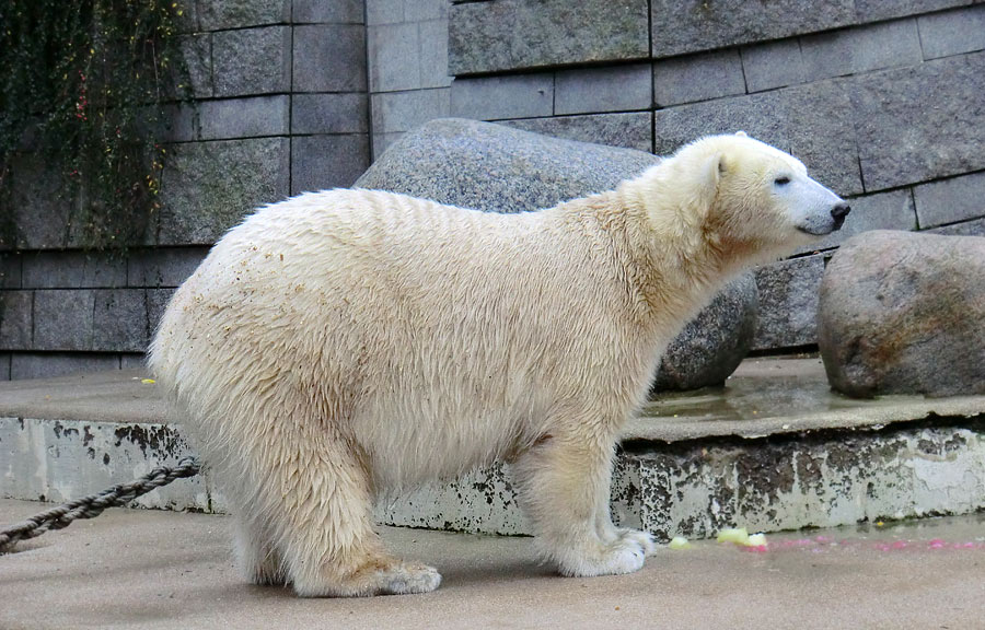 Eisbärin ANORI im Zoologischen Garten Wuppertal am 30. November 2013