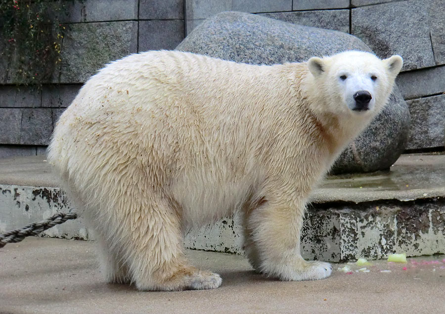 Eisbärin ANORI im Wuppertaler Zoo am 30. November 2013