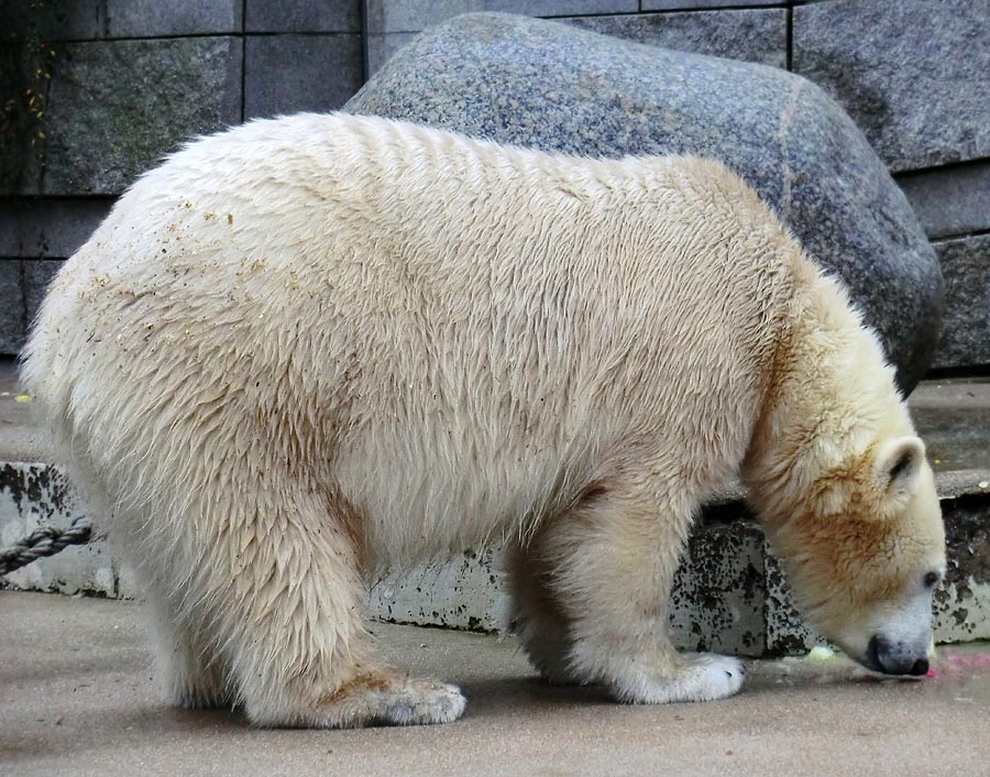 Eisbärin ANORI im Zoo Wuppertal am 30. November 2013