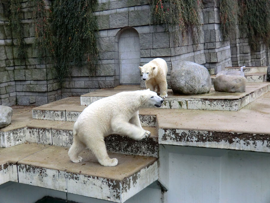 Eisbär Luka und Eisbärin ANORI im Zoologischen Garten Wuppertal am 7. Dezember 2013