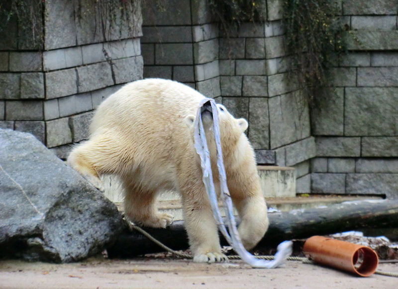 Eisbärin ANORI im Zoo Wuppertal am 7. Dezember 2013