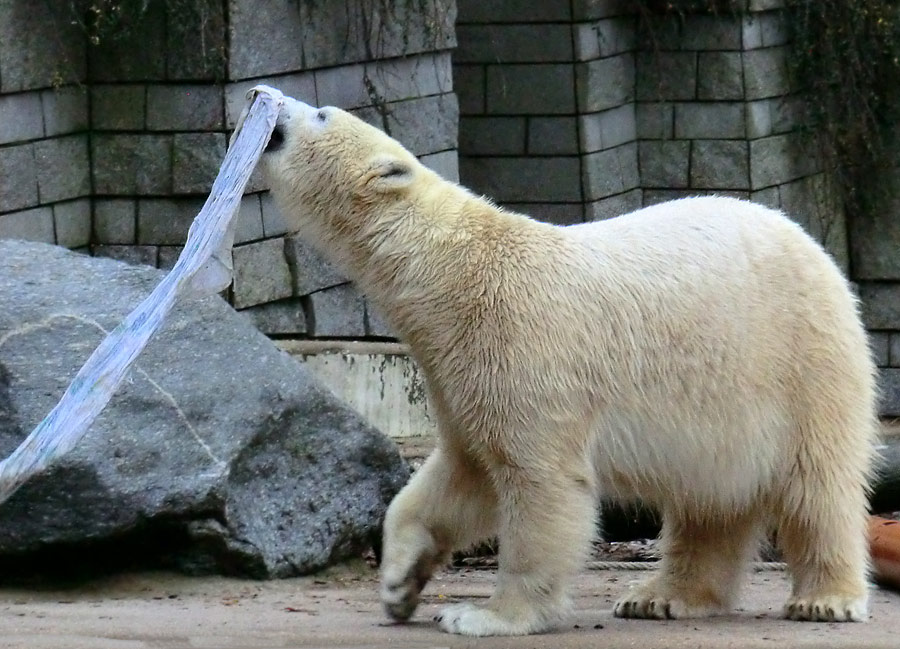 Eisbärin ANORI im Zoologischen Garten Wuppertal am 7. Dezember 2013