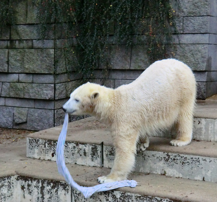 Eisbärin ANORI im Zoologischen Garten Wuppertal am 7. Dezember 2013