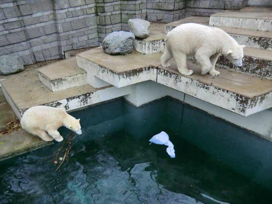 Eisbärin ANORI und Eisbär LUKA im Zoologischen Garten Wuppertal am 7. Dezember 2013