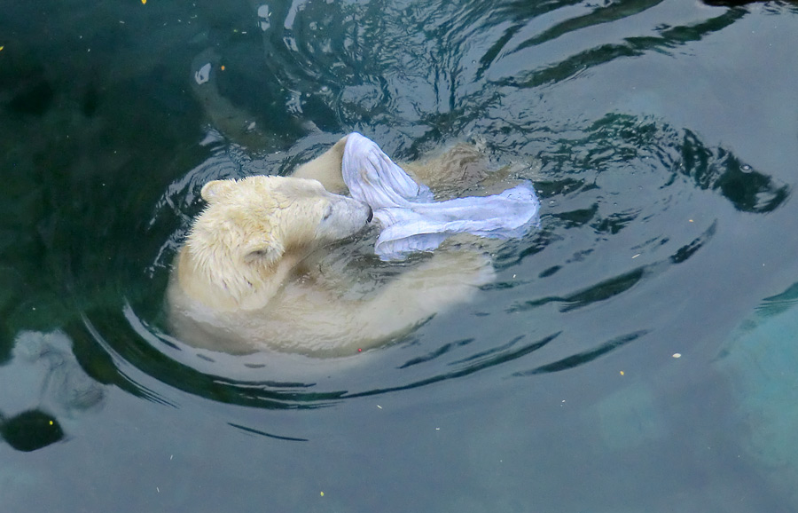 Eisbärin ANORI im Zoo Wuppertal am 7. Dezember 2013