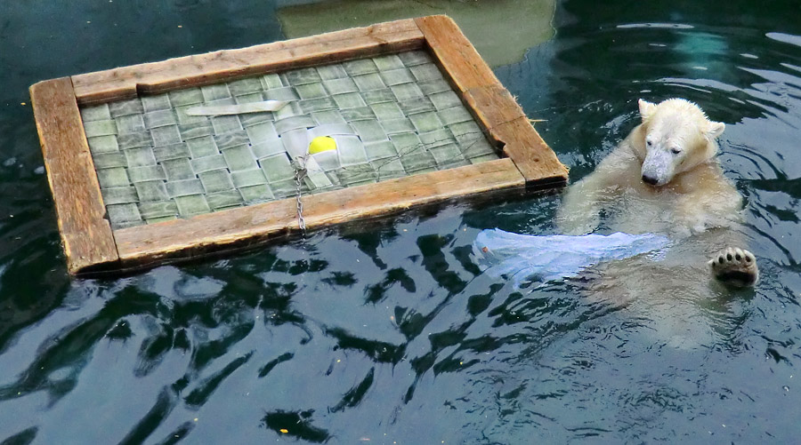 Eisbärin ANORI im Zoologischen Garten Wuppertal am 7. Dezember 2013