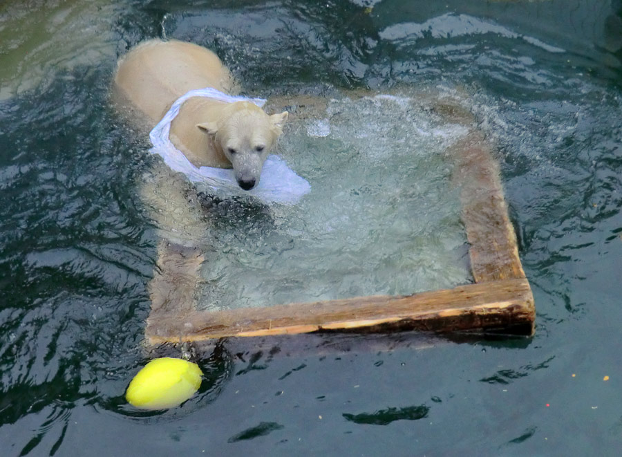 Eisbärin ANORI im Wuppertaler Zoo am 7. Dezember 2013