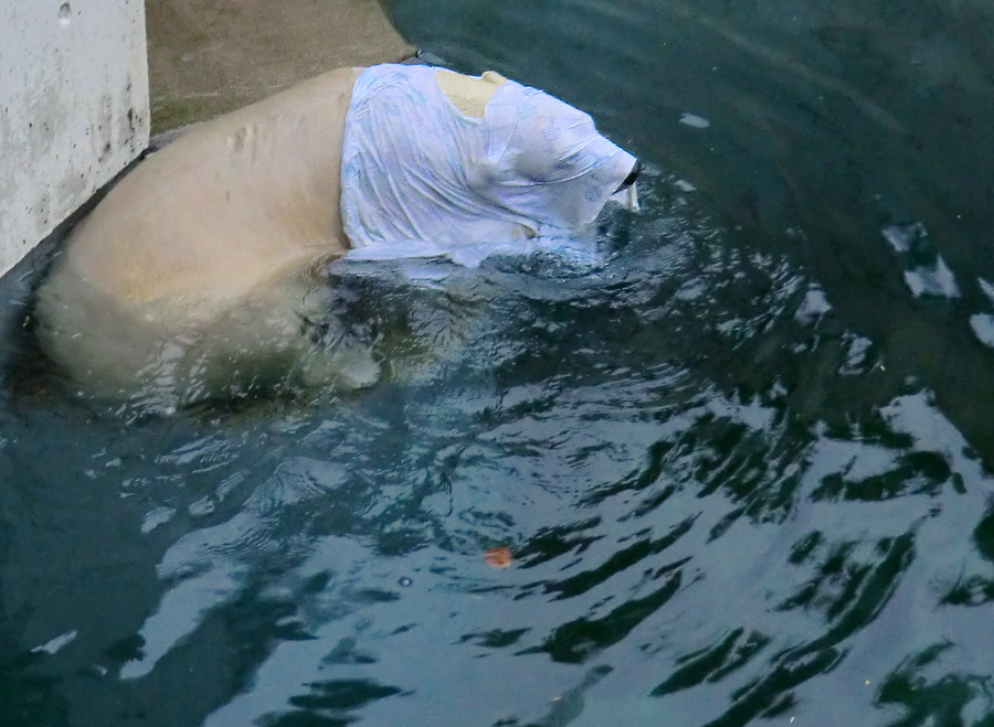 Eisbärin ANORI im Wuppertaler Zoo am 7. Dezember 2013