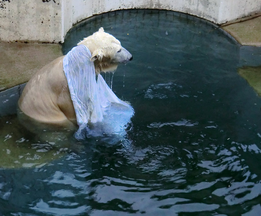 Eisbärin ANORI im Zoologischen Garten Wuppertal am 7. Dezember 2013