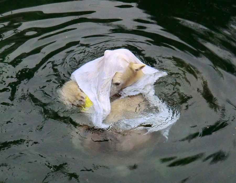 Eisbärin ANORI im Zoo Wuppertal am 7. Dezember 2013