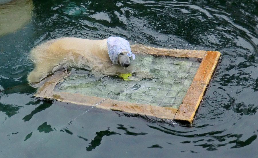 Eisbärin ANORI im Zoologischen Garten Wuppertal am 7. Dezember 2013